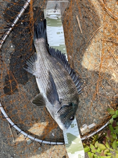 クロダイの釣果