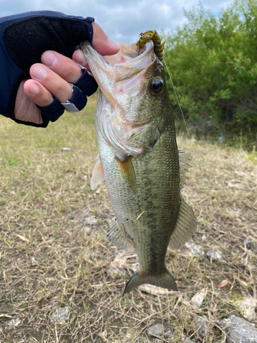 ラージマウスバスの釣果