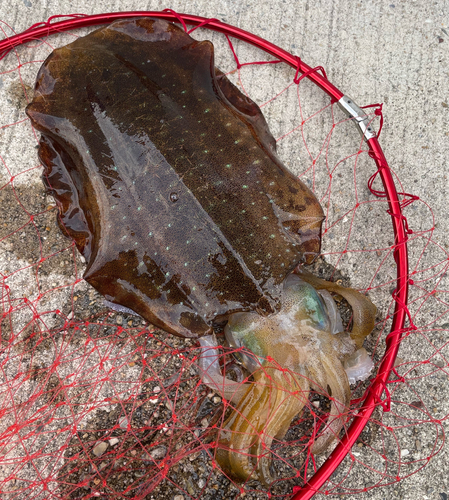 イカの釣果