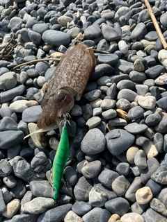 コウイカの釣果