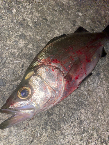 セイゴ（ヒラスズキ）の釣果