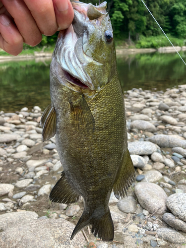 スモールマウスバスの釣果