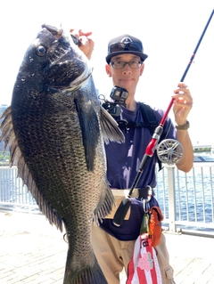 チヌの釣果