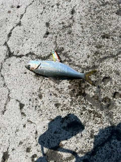 コノシロの釣果