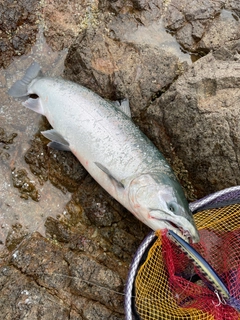 サクラマスの釣果