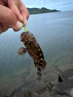 ガシラの釣果