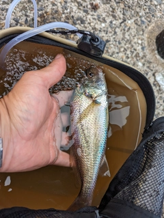 イシモチの釣果