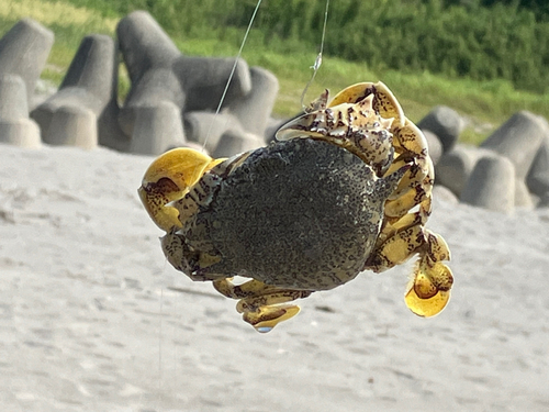 カニの釣果