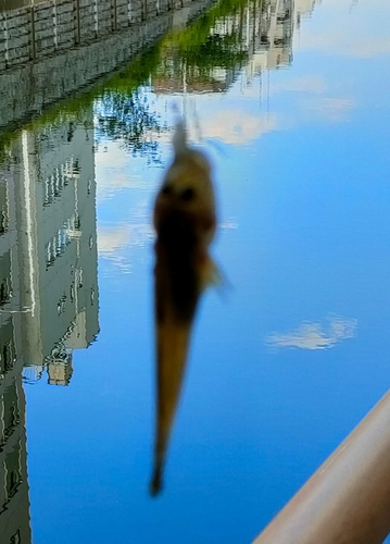 マハゼの釣果