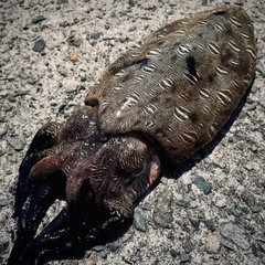 モンゴウイカの釣果