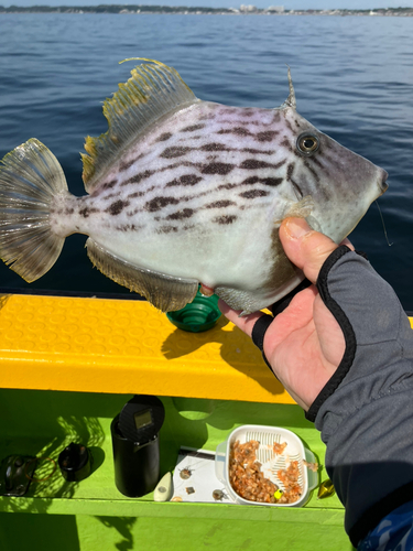 カワハギの釣果