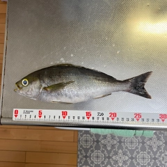 イサキの釣果