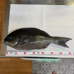 メジナの釣果