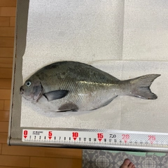 メジナの釣果