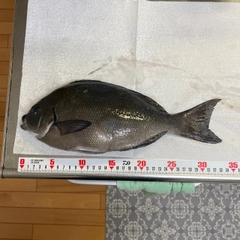 メジナの釣果