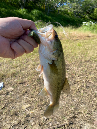 ラージマウスバスの釣果