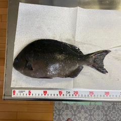 メジナの釣果