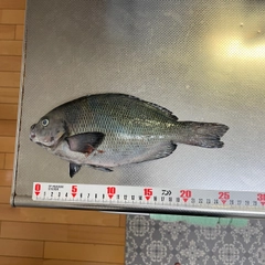 メジナの釣果