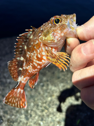 カサゴの釣果