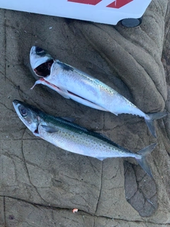 サバの釣果