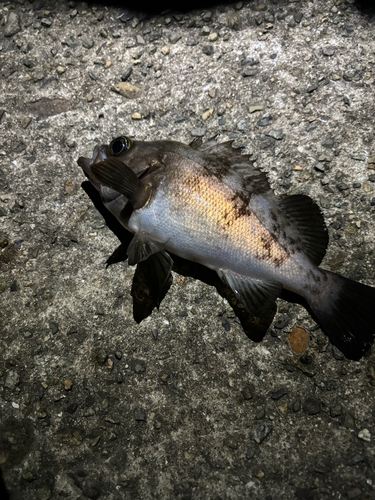 シロメバルの釣果