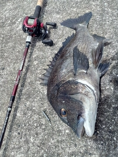 チヌの釣果