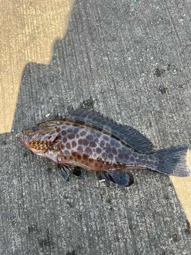 オオモンハタの釣果