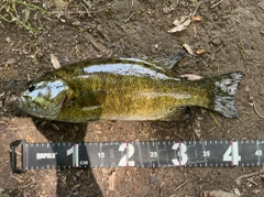 スモールマウスバスの釣果