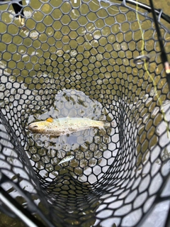 ブラウントラウトの釣果