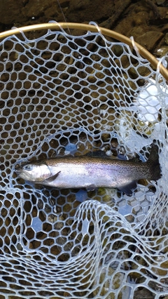 レインボートラウトの釣果