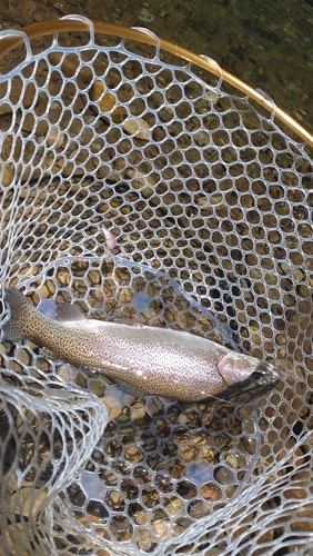 レインボートラウトの釣果