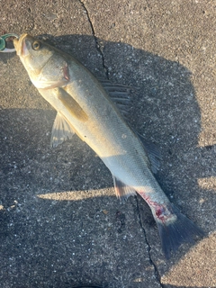 スズキの釣果