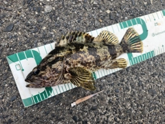 タケノコメバルの釣果