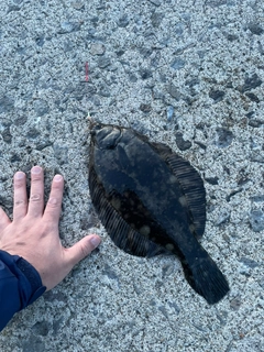 カレイの釣果