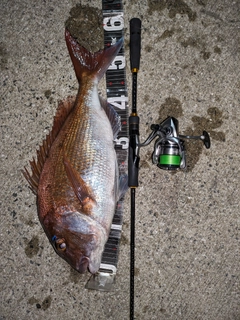 マダイの釣果