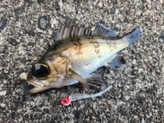 メバルの釣果