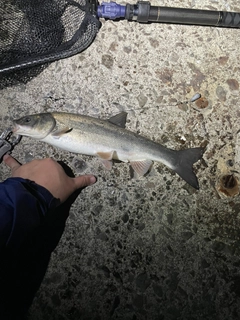 ウグイの釣果