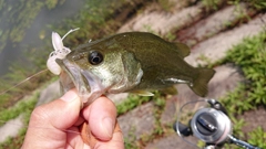 ラージマウスバスの釣果