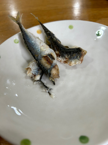 マサバの釣果