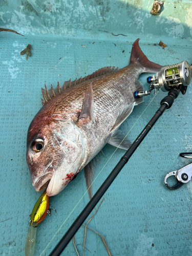 タイの釣果