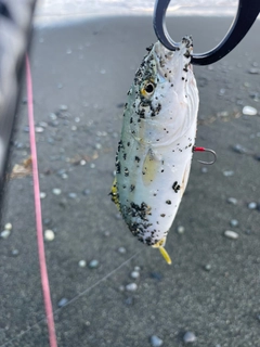 ワカシの釣果