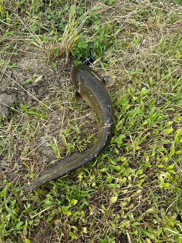 ナマズの釣果