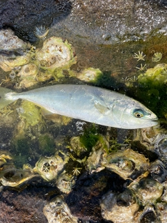 ワカシの釣果