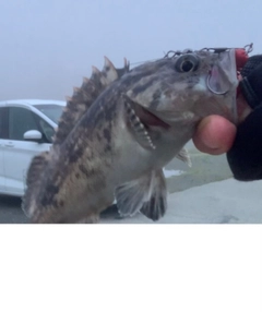 クロソイの釣果