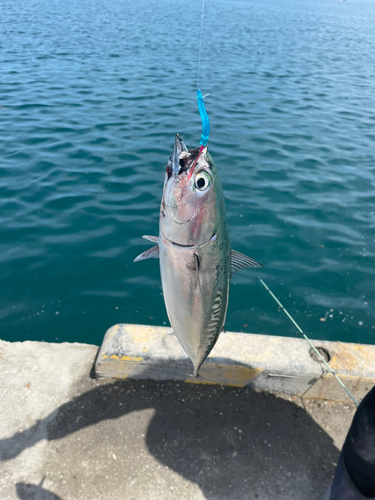 ソウダガツオの釣果