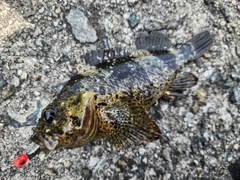 ムラソイの釣果