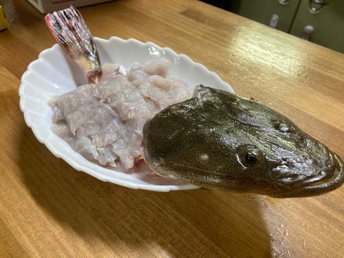 マゴチの釣果