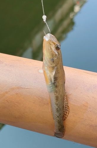 マハゼの釣果