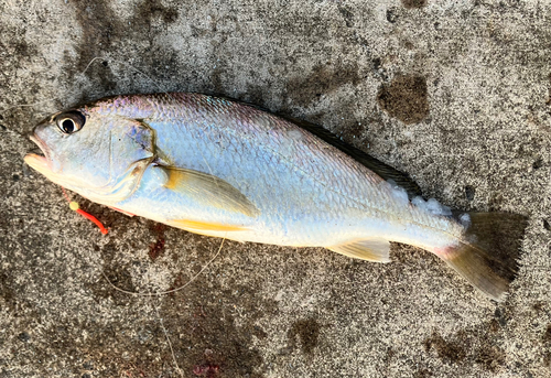 イシモチの釣果