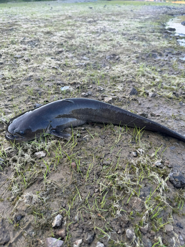 ナマズの釣果